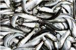 EC scraps plan for small pelagic fish quota which Croat daily sees as MEP Tomasic's victory