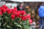 More than one million roses imported in February