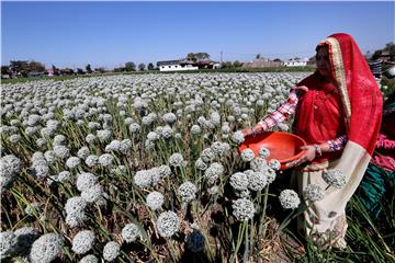 INDIA AGRICULTURE