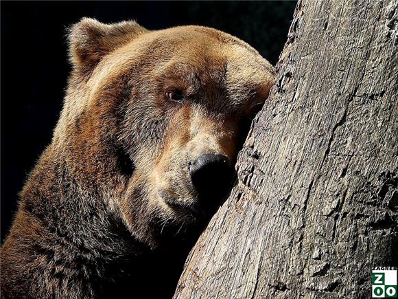 MEPs urge agriculture minister to stop illegal captivity of bears in Croatia