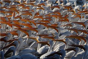 MEXICO ANIMALS PELICANS