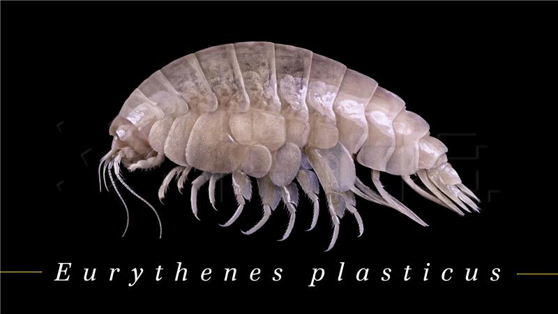 Zbog problema s plastikom istraživači novu vrstu rakušca nazvali "plasticus"