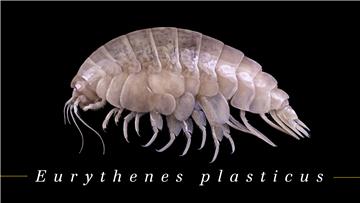 Zbog problema s plastikom istraživači novu vrstu rakušca nazvali "plasticus"