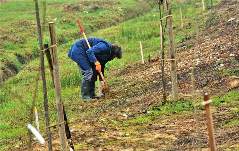 U Hrvatskoj počeo projekt "Posadi moje drvo", pošumljava se Gunja i Ilok