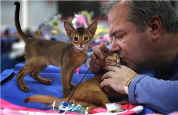 RUSSIA ANIMALS CAT SHOW