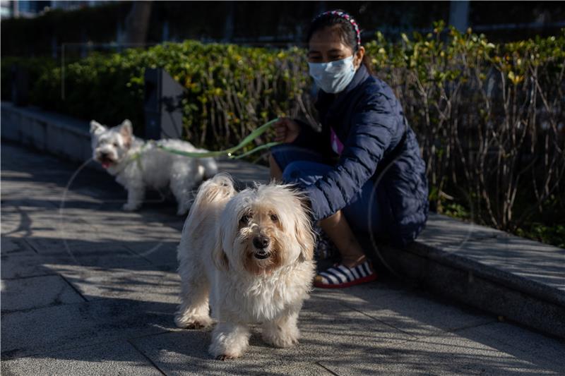 Hong Kong: Pas koji je navodno imao koronavirus uginuo