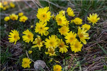 HUNGARY FLOWERS