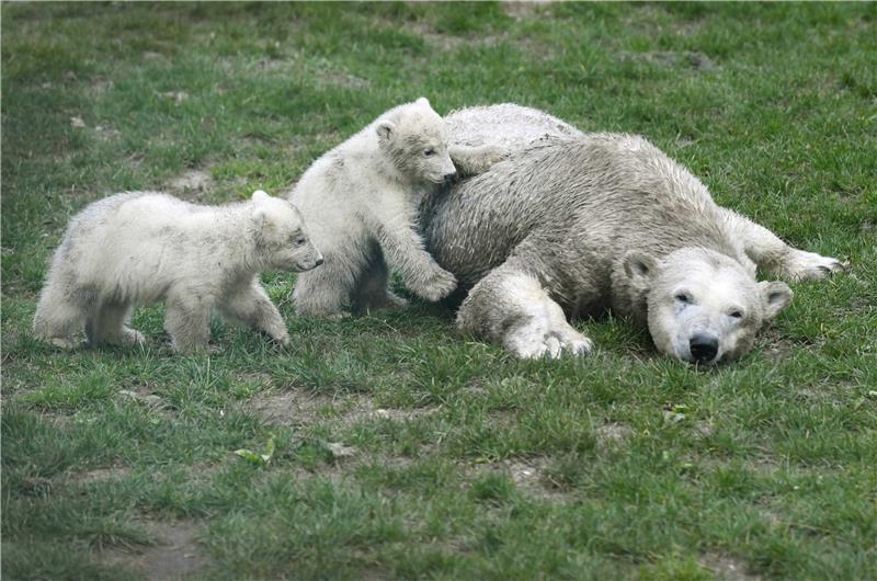 NETHERLANDS ANIMALS POLAR BEAR