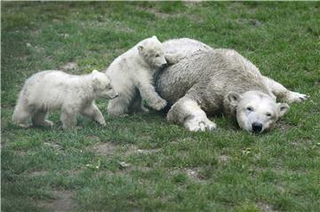 NETHERLANDS ANIMALS POLAR BEAR