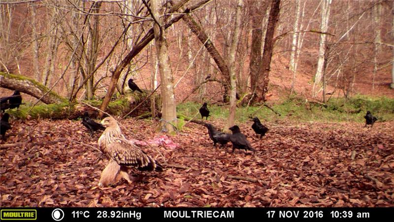 Park prirode Papuk zadržao status svjetskoga geoparka