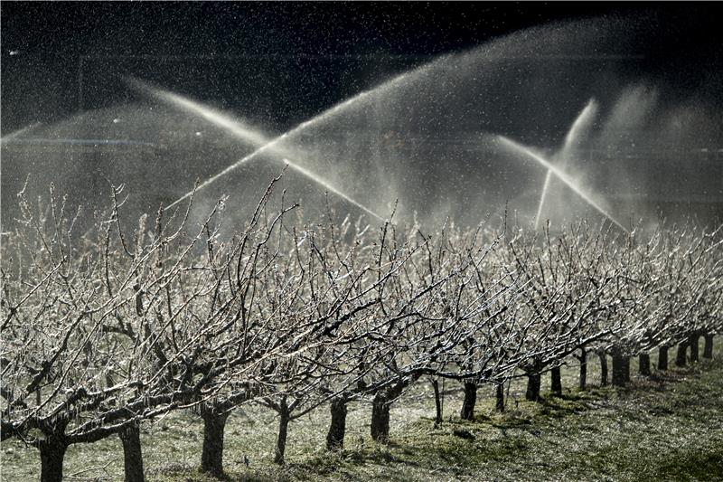 SWITZERLAND AGRICULTURE FRUIT TREES FREEZING