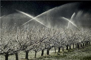 SWITZERLAND AGRICULTURE FRUIT TREES FREEZING