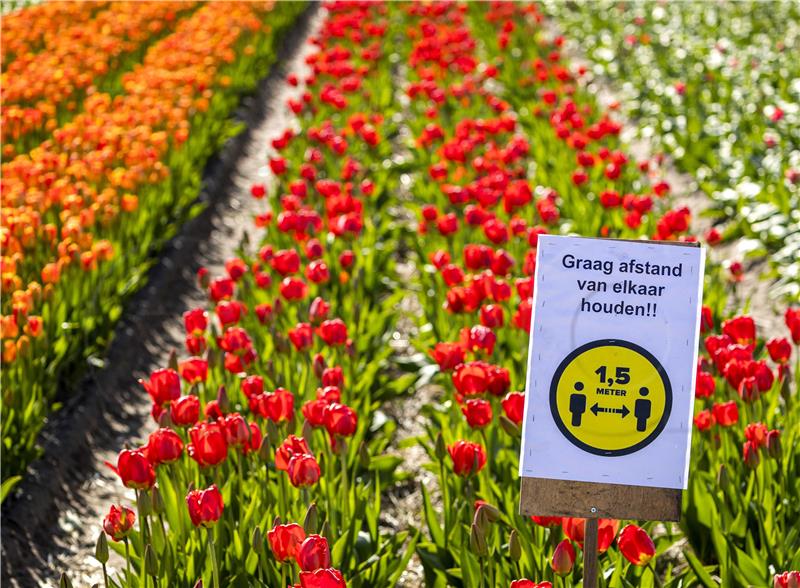 NETHERLANDS NATURE FLOWERING BULB FIELDS