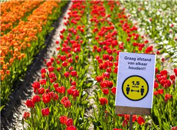 NETHERLANDS NATURE FLOWERING BULB FIELDS