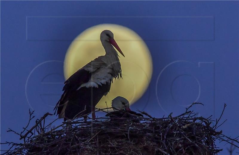 NORTH MACEDONIA NATURE SUPER PINK MOON