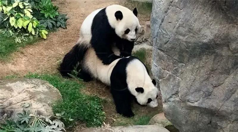 CHINA HONG KONG PANDAS