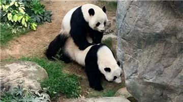 CHINA HONG KONG PANDAS