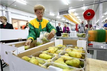 Kaufland u pet tjedana otkupio gotovo 3 tone domaćeg voća i povrća