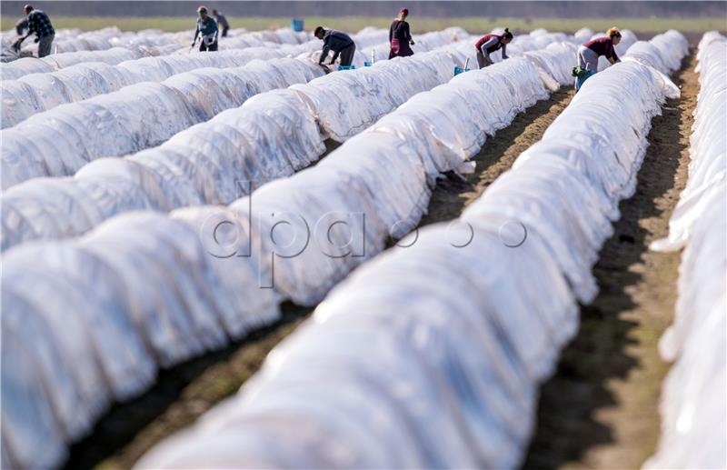 Asparagus harvest in northern Germany