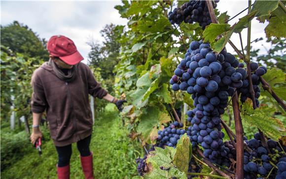 Hrvatska ima dovoljno nezaposlenih za sezonski rad u poljoprivredi -analiza