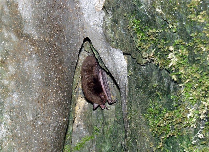 First summer habitat for bats created in Lonjsko Polje Nature Park