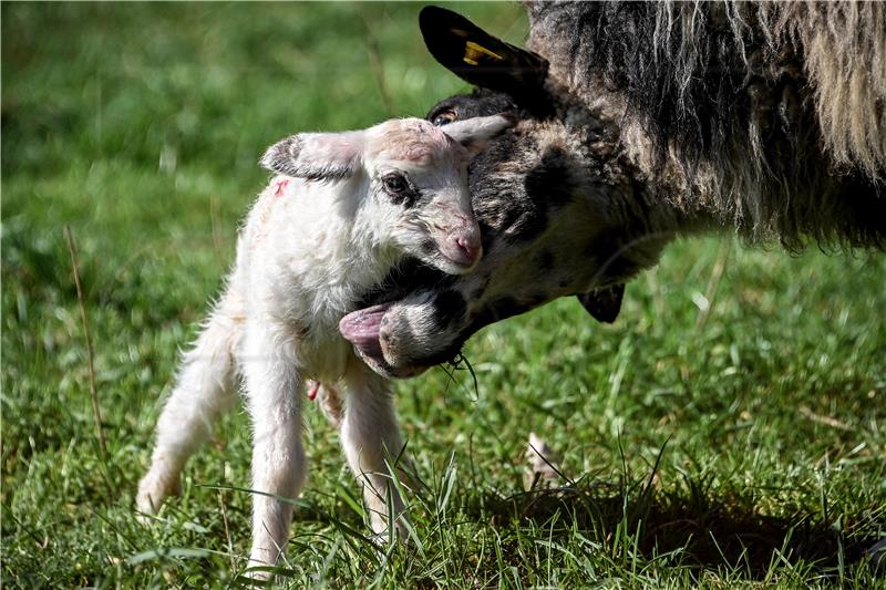 GERMANY NATURE ANIMALS SHEEP