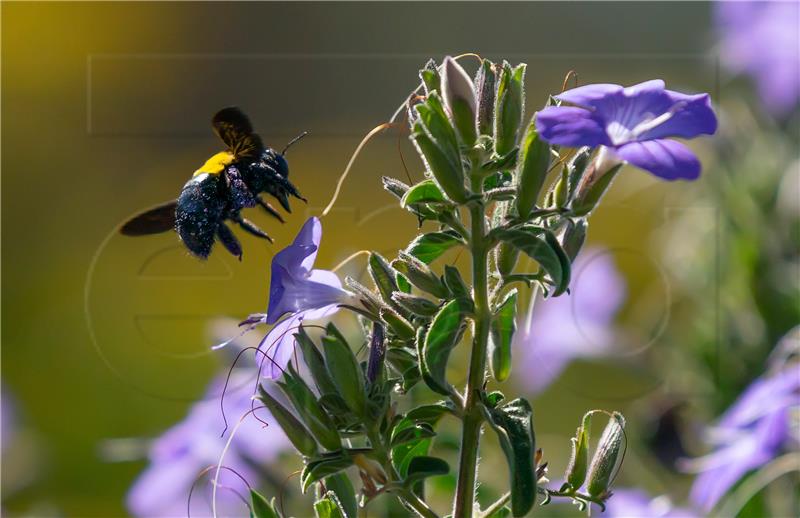 SOUTH AFRICA NATURE CARPENTER BEE