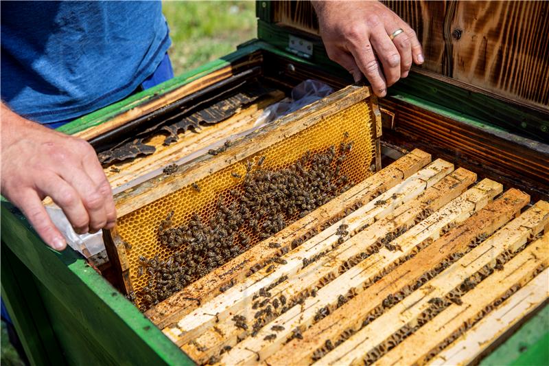 HUNGARY ANIMALS HONEY BEES