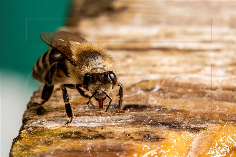 HUNGARY ANIMALS HONEY BEES