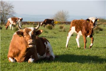 BRITAIN PHOTO SET AGRICULTURE CORONAVIRUS