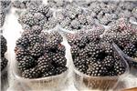 Distribution Centre invests in sorting machine for blueberries and raspberries