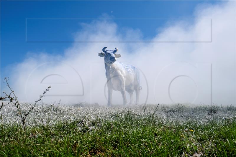 BELGIUM DAIRY PROTEST