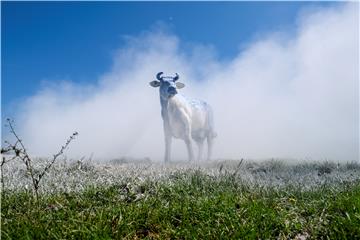 BELGIUM DAIRY PROTEST