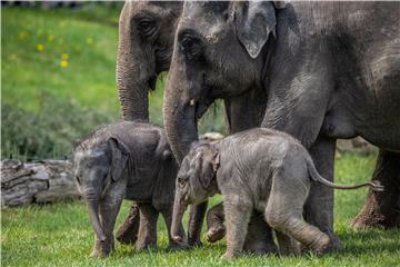 CZECH REPUBLIC ANIMALS