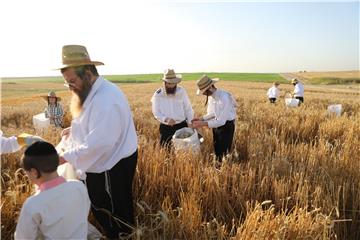 MIDEAST ORTHODOX JEWS WHEAT HA​RVEST