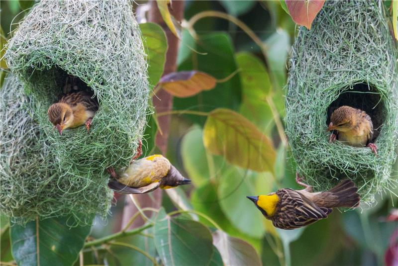 NEPAL ANIMALS BIRDS