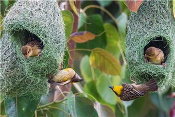 NEPAL ANIMALS BIRDS