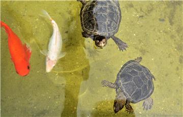 Karlovac: Svjetski dan kornjača u Aquatici