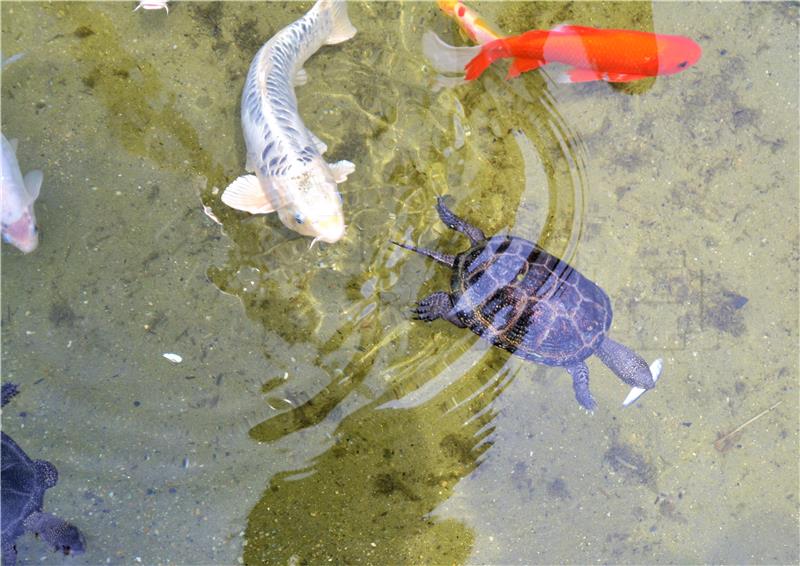 Karlovac: Svjetski dan kornjača u Aquatici