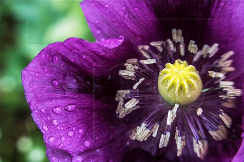 AUSTRIA AGRICULTURE OPIUM POPPIES