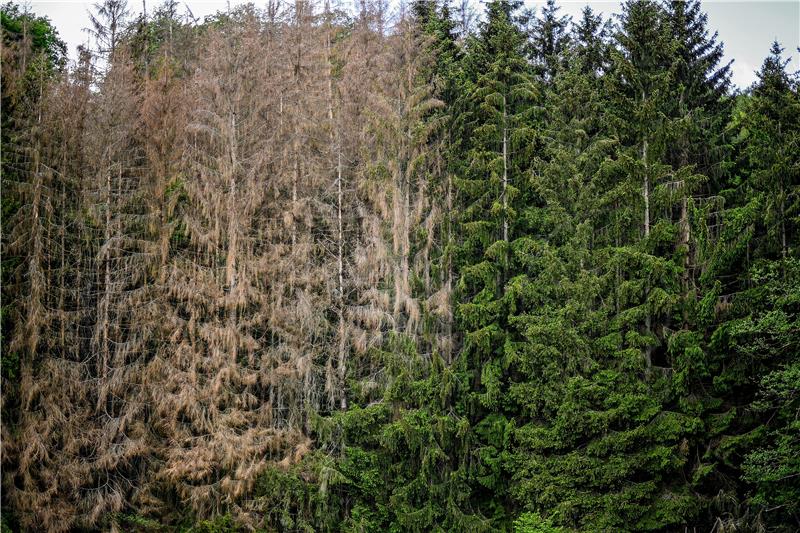 GERMANY FOREST DROUGHT