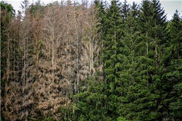 GERMANY FOREST DROUGHT