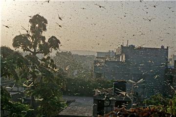 INDIA LOCUSTS ATTACK