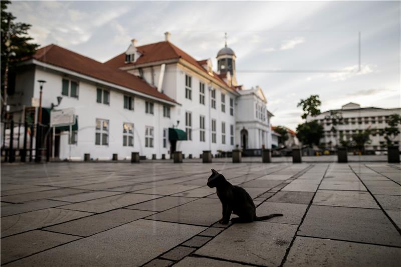 Francuska mačka preživjela zarazu koronavirusom