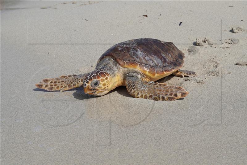 SPAIN ANIMALS TURTLES