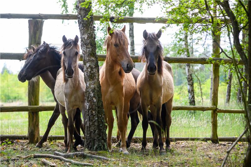 POLAND ANIMALS