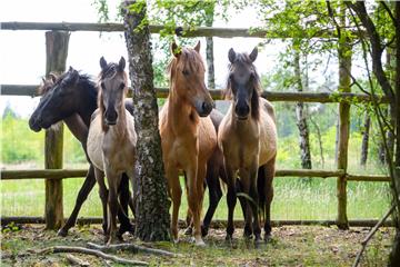 POLAND ANIMALS