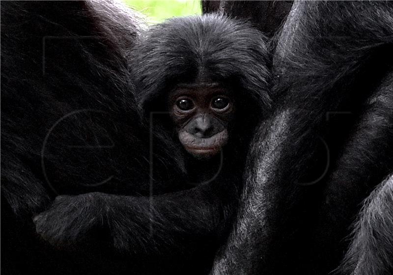 GERMANY ANIMALS BONOBO OFFSPRING