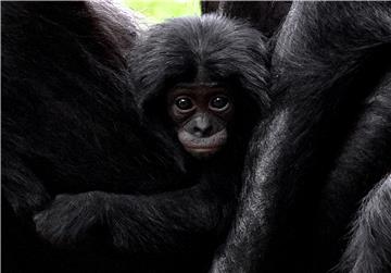 GERMANY ANIMALS BONOBO OFFSPRING