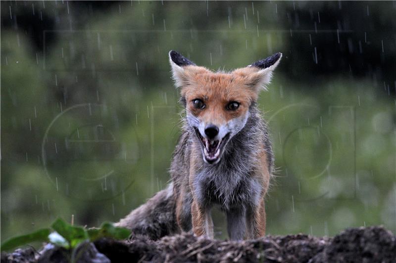 HUNGARY ANIMALS